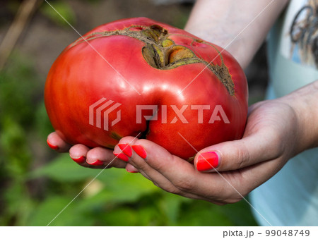 The girl holds a huge red tomato in her hands, close-up. Cultivation of vegetable crops at their summer cottage. Close-up 99048749