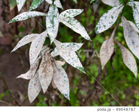Infectious disease on the leaves of flowers. White bloom on flowers, powdery mildew. Close-up Infectious disease on the leaves of flowers. White bloom on flowers, powdery mildew. Close-up 99048787