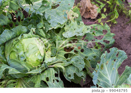 Cabbage leaves in holes in the garden. Pests are a cabbage butterfly that lays eggs and caterpillars of pests appear that eat a cabbage leaf. Cabbage leaves in holes in the garden. Pests are a cabbage butterfly that lays eggs and caterpillars of pests appear that eat a cabbage leaf. 99048795