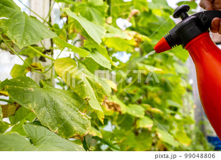 spraying borage with copper sulfate from pests and yellowing of the leaves. Copy space for text spraying borage with copper sulfate from pests and yellowing of the leaves. Copy space for text 99048806