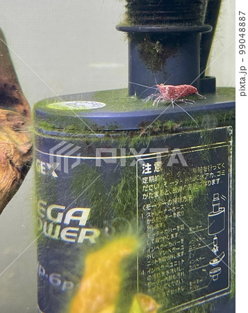 アクアリウム レッドチェリーシュリンプ アクアリウム レッドチェリーシュリンプ 99048887