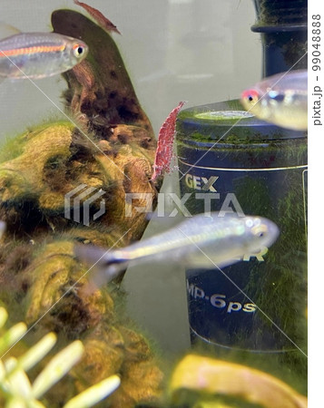 アクアリウム レッドチェリーシュリンプ アクアリウム レッドチェリーシュリンプ 99048888