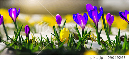 Snowfall flower. Spring wild flower. Beautiful grass of nature. Sketch of snow light flower branch. Flowering plant. Snowy floral art. Vector illustration banner Snowfall flower. Spring wild flower. Beautiful grass of nature. Sketch of snow light flower branch. Flowering plant. Snowy floral art. Vector illustration banner 99049263