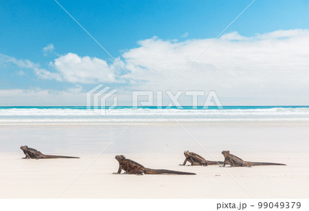 Galapagos Marine Iguanas walking on Tortuga bay beach, Santa Cruz Island, Galapagos Islands. Animals, wildlife photography. Beautiful nature landscape in Ecuador, South America 99049379