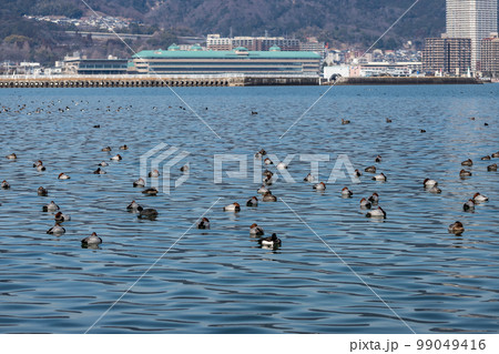 琵琶湖に浮かぶホシハジロの群れ 99049416