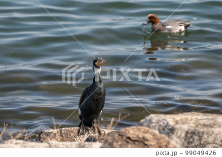 琵琶湖畔に立つカワウ 琵琶湖畔に立つカワウ 99049426