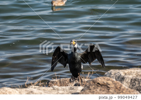 琵琶湖畔で羽を広げるカワウ 琵琶湖畔で羽を広げるカワウ 99049427