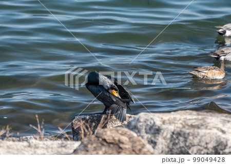 琵琶湖畔のカワウ 琵琶湖畔のカワウ 99049428