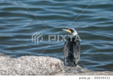 琵琶湖畔に立つカワウ 琵琶湖畔に立つカワウ 99049432