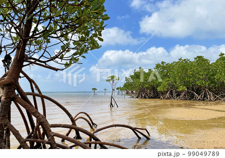 沖縄の風景 沖縄県石垣島 マングローブと海 99049789