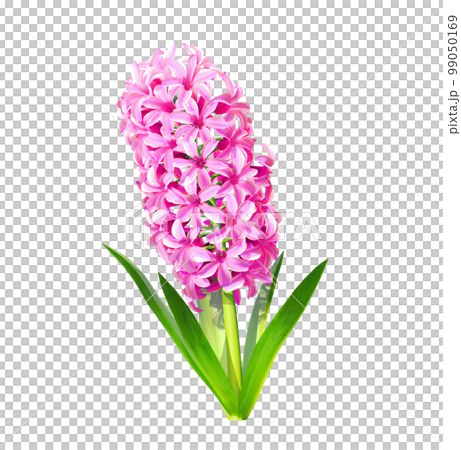 粉色風信子的插圖 99050169