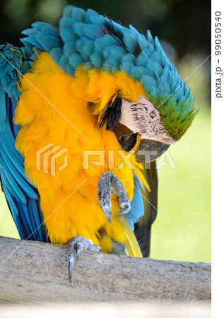 止まり木でダンスするオウム 止まり木でダンスするオウム 99050540