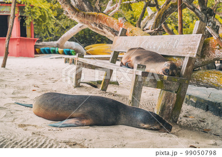 Galapagos sea lions sleeping on city bench in Puerto Villamil, Isabela island, Islas Galapagos travel destination Galapagos sea lions sleeping on city bench in Puerto Villamil, Isabela island, Islas Galapagos travel destination 99050798