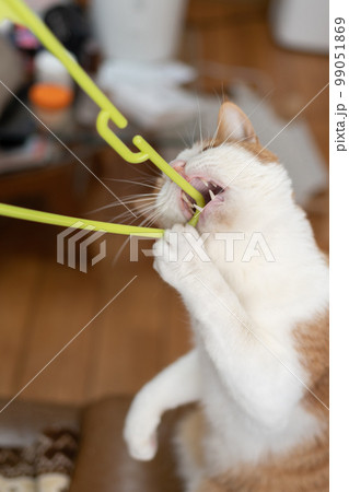 ハンガーを噛む猫 茶トラ白 ハンガーを噛む猫 茶トラ白 99051869