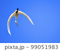 サギの飛翔 99051983