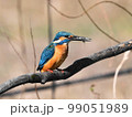 カワセミ 99051989