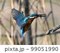 カワセミのエサ取り 99051990