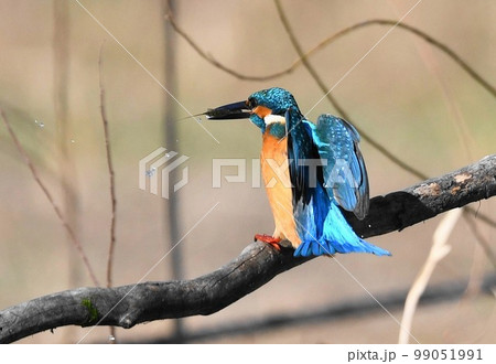 カワセミの飛翔シーン 99051991