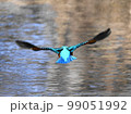 カワセミの飛翔 99051992