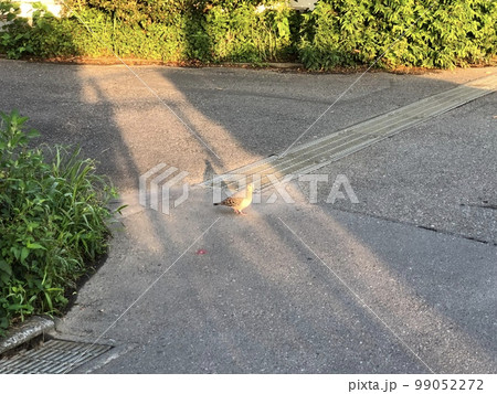 朝の住宅街に佇む鳩 朝の住宅街に佇む鳩 99052272