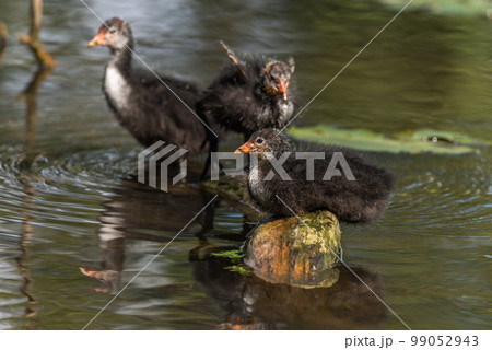 Family of common coot (fulica atra) chicks searching for food in a river 99052943