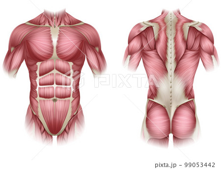 Trunk Human Muscles Anatomy Medical Illustration Trunk Human Muscles Anatomy Medical Illustration 99053442