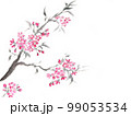 桜の花 99053534