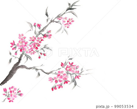 桜の花 99053534