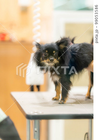 【ペット素材】トリミングされるチワワ【動物素材】 99053586