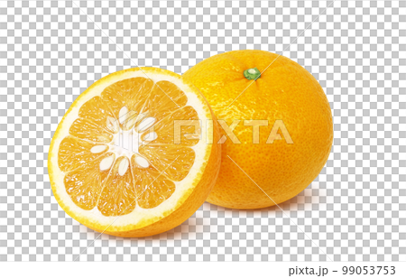 甘夏 みかん イラスト リアル 甘夏 みかん イラスト リアル 99053753