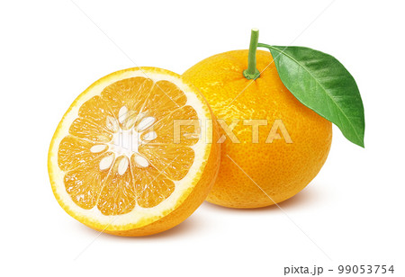 甘夏 みかん イラスト リアル 甘夏 みかん イラスト リアル 99053754