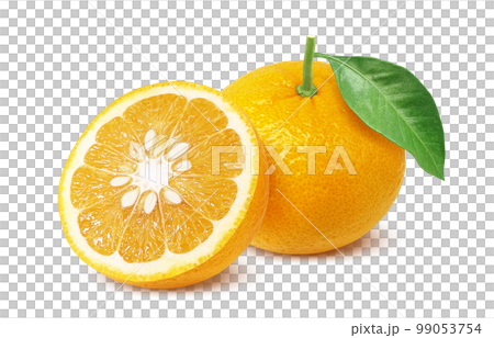 甘夏 みかん イラスト リアル 甘夏 みかん イラスト リアル 99053754