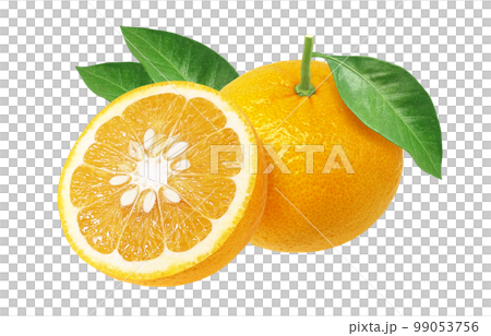 甘夏 みかん イラスト リアル 甘夏 みかん イラスト リアル 99053756