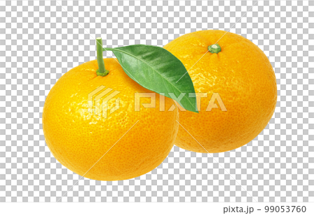 甘夏 みかん イラスト リアル 甘夏 みかん イラスト リアル 99053760
