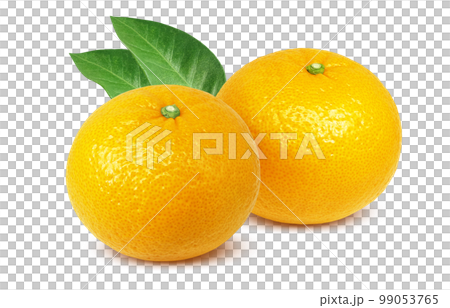 甜蜜的夏日橘子插畫逼真 99053765