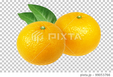 甜蜜的夏日橘子插畫逼真 99053766