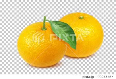 甜蜜的夏日橘子插畫逼真 99053767