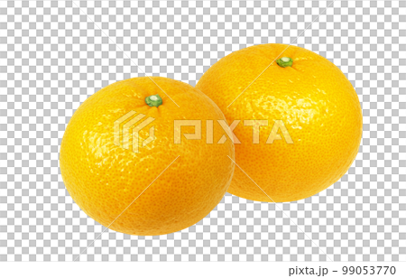 甜蜜的夏日橘子插畫逼真 99053770