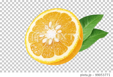 甜蜜的夏日橘子插畫逼真 99053771