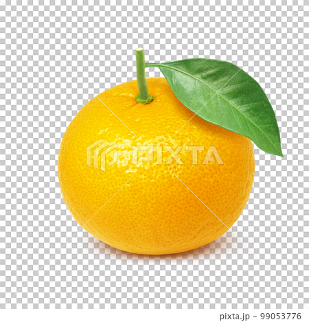 甜蜜的夏日橘子插畫逼真 99053776