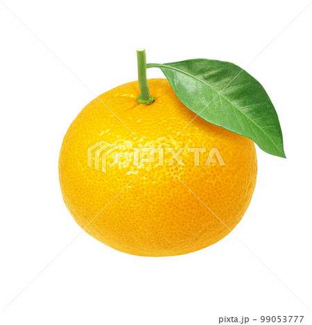 甘夏 みかん イラスト リアル 甘夏 みかん イラスト リアル 99053777