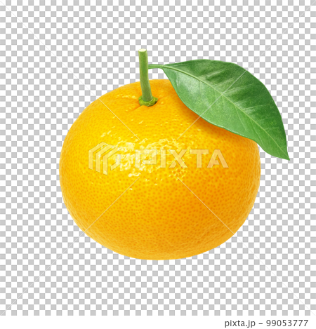 甘夏 みかん イラスト リアル 甘夏 みかん イラスト リアル 99053777