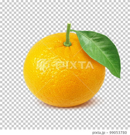 甜蜜的夏日橘子插畫逼真 99053780