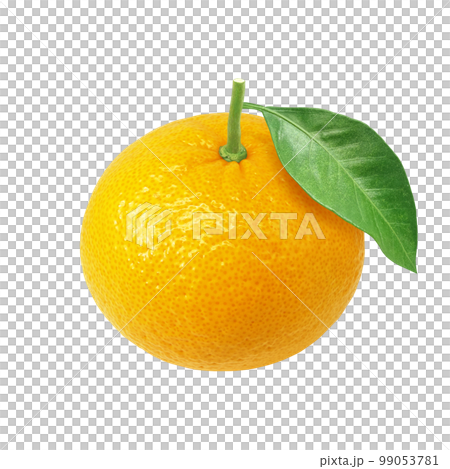 甘夏 みかん イラスト リアル 99053781