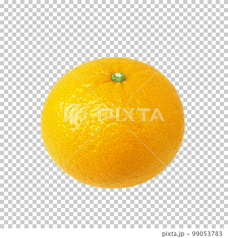 甜蜜的夏日橘子插畫逼真 99053783