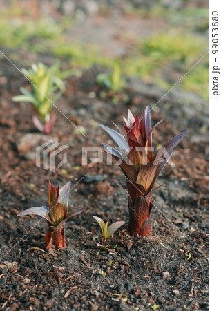 Young shoots of lilies come out of the ground in spring 99053880