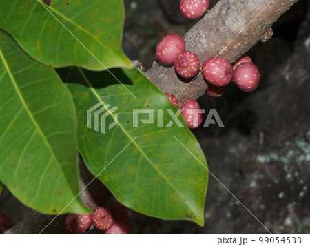 アコウの果実(クワ科の半常緑高木)学名:Ficus superba var. japonica アコウの果実(クワ科の半常緑高木)学名:Ficus superba var. japonica 99054533