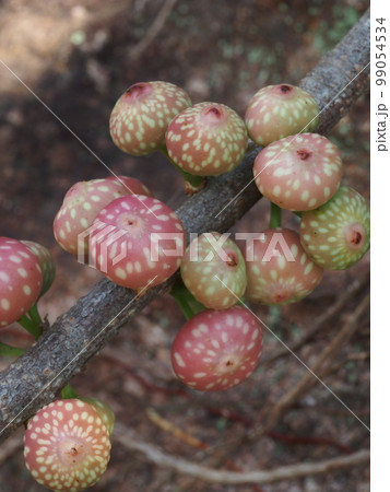 アコウの果実(クワ科の半常緑高木)学名:Ficus superba var. japonica アコウの果実(クワ科の半常緑高木)学名:Ficus superba var. japonica 99054534