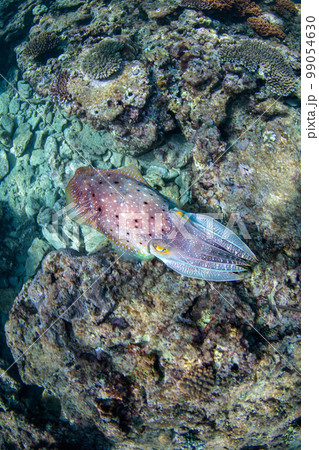 コブシメ コブシメ 99054630