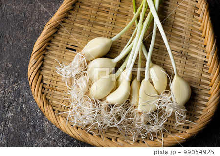 新鮮な発芽ニンニク 99054925